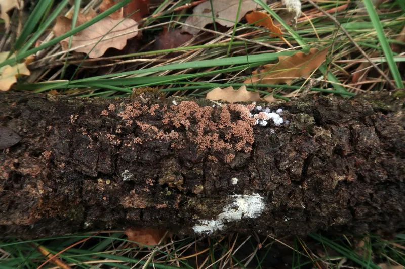 Chromelosporium carneum 1 - IMG_8211